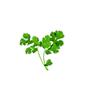 Cilantro - Coarse Cut