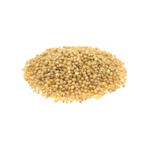Sorghum